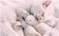 母猫生产后多久再次怀孕比较好