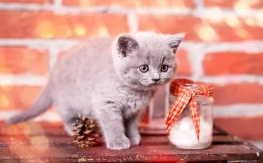 猫的应激反应拉肚子怎样缓解