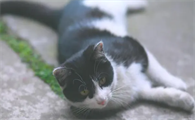 猫喝了几口牛奶怎么办呢