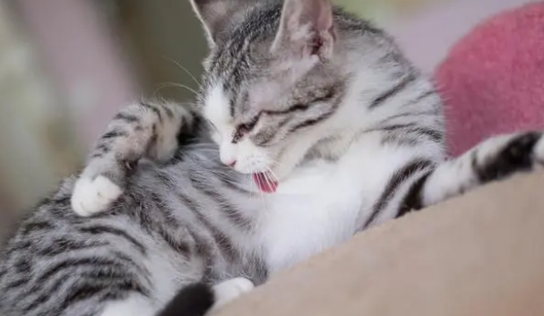 猫鼻支会传染猫吗