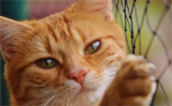 猫咪生孩子的前兆有什么