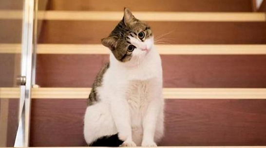 猫虱怎么去除最有效