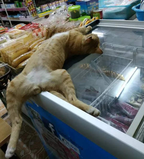 猫:听说你在外面到处造谣说我死了?? 猫:听说你在外面到处造谣说我死了??