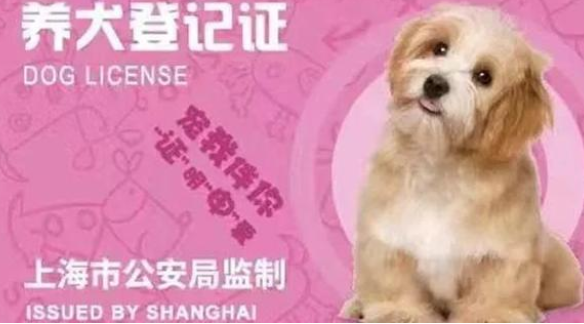 上海“宠物码”上线试行,可查看犬只免疫和办证情况 上海“宠物码”上线试行,可查看犬只免疫和办证情况