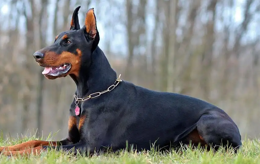 教教大家如何认识杜宾犬?新手必看 教教大家如何认识杜宾犬?新手必看