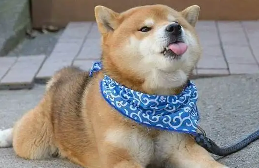 柴犬是哪个国家的?你知道吗? 柴犬是哪个国家的?你知道吗?