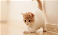刚出生几天的小猫奄奄一息了怎么办