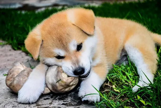 狗狗自己吃自己的屎怎么办
