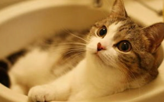 猫很多跳蚤怎么办