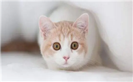 猫身上都是跳蚤怎么办啊