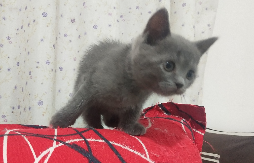 矮脚猫有缺陷？不，它没有！