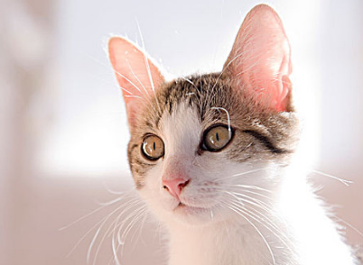 猫叫是什么原因