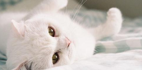 猫怀孕后期拉稀怎么回事
