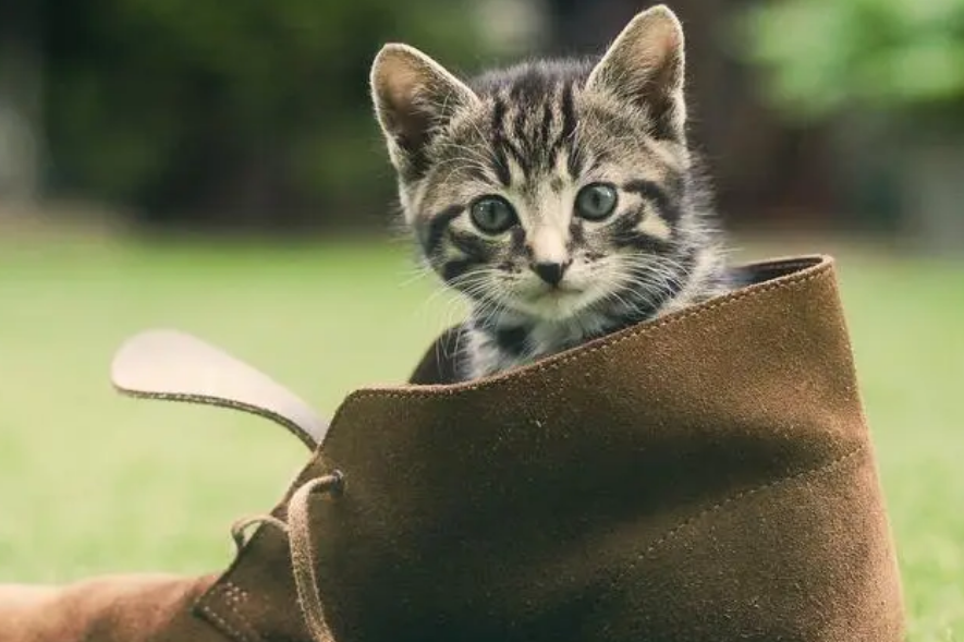 猫咪打喷嚏怎么办