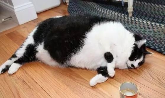 猫咪肛门腺怎么挤 猫咪肛门腺怎么挤