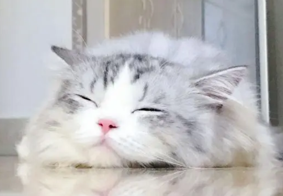 猫咪会流泪吗怎么回事 猫咪会流泪吗怎么回事
