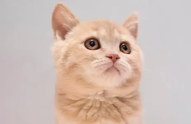 猫一般吃多少猫粮正常
