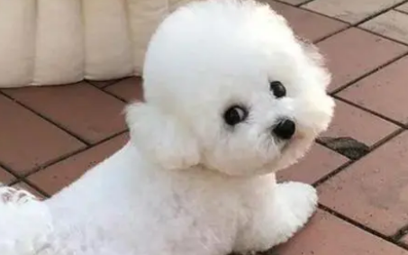 比熊犬掉毛是怎么回事