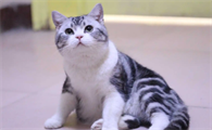 美短和土猫的区别有哪些?我来告诉你们答案!