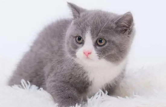 幼猫猫粮适合几个月的猫 幼猫猫粮适合几个月的猫