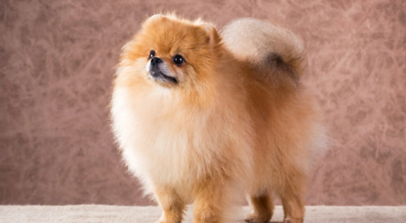博美犬不长毛怎么办?不清楚的快来看看! 博美犬不长毛怎么办?不清楚的快来看看!