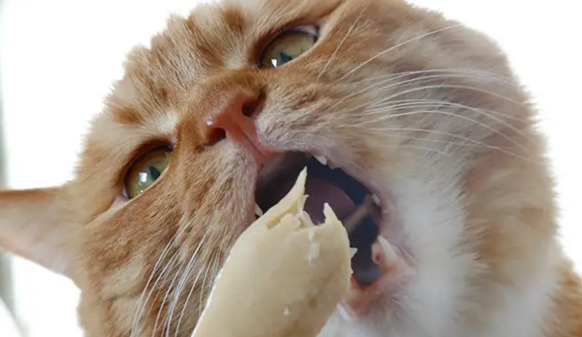 猫不吃鸡胸肉怎么回事?并不是所有猫咪都爱吃鸡胸肉哦 猫不吃鸡胸肉怎么回事?并不是所有猫咪都爱吃鸡胸肉哦