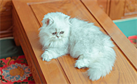 猫咪到新家不吃不喝