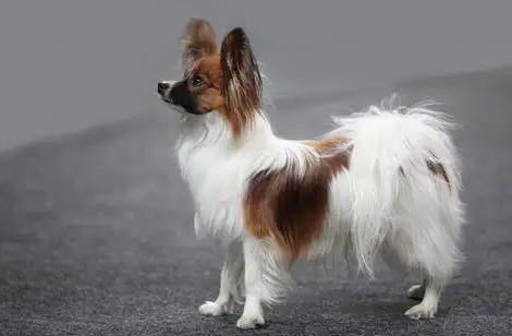 蝴蝶犬和牧羊犬的区别,还有人不知道吗? 蝴蝶犬和牧羊犬的区别,还有人不知道吗?
