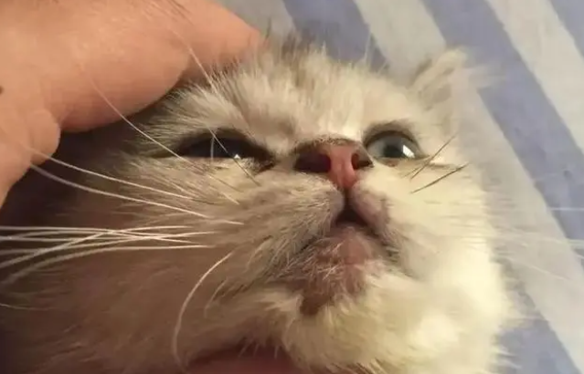 猫得猫癣不治会死吗？