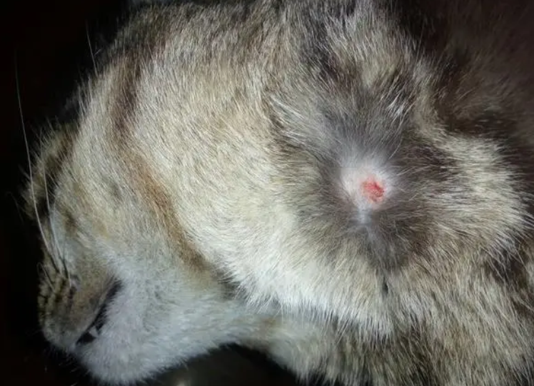 猫头上长一颗一颗像痘痘一样硬的疙瘩 猫头上长一颗一颗像痘痘一样硬的疙瘩