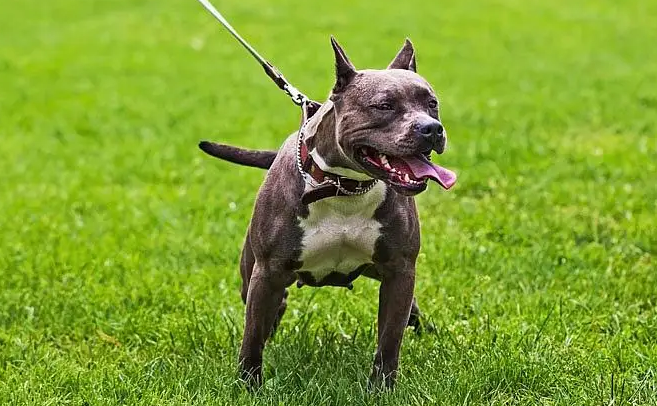比特犬会保护主人吗？要看你怎么训练了