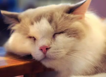 猫咪口臭拉屎臭是什么原因引起的