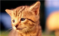 猫咪驱虫后乱尿是怎么回事
