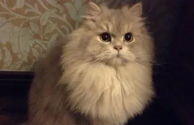 小猫不吃东西怎么办 小猫不吃东西怎么办
