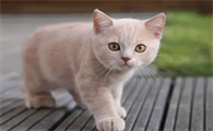 猫咪一次最多灌多少毫升水啊