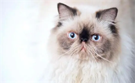 猫杯状病毒怎么治疗