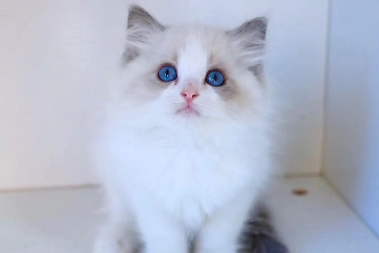 猫的天敌是什么动物