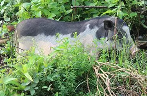 巴马香猪和藏香猪有什么特点，好奇的小伙伴快来看看吧~