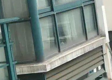 “救命！我被邻居家的猫偷窥了！”