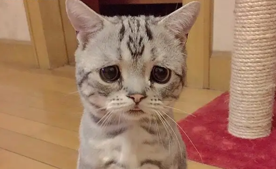 猫拉屎有点稀正常吗