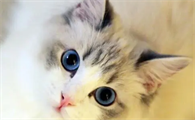 母猫生产前的征兆