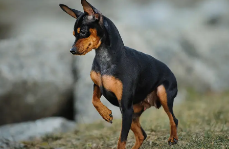杜宾犬剪耳之前要知道的事项有哪些?一起来看看吧! 杜宾犬剪耳之前要知道的事项有哪些?一起来看看吧!