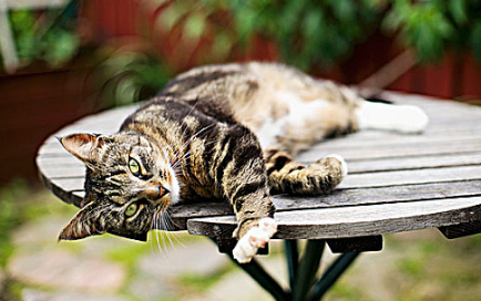 猫上有跳蚤怎么办啊 猫上有跳蚤怎么办啊
