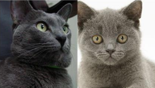 英短和蓝猫的区别，一起了解下吧