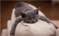 英短蓝猫多少钱一只