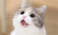 猫咪能听懂人说话吗