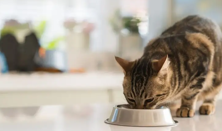 猫只吃猫粮可以吗