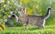 猫拉出黄水是什么情况