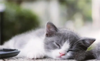 母猫吃什么奶水充足呢