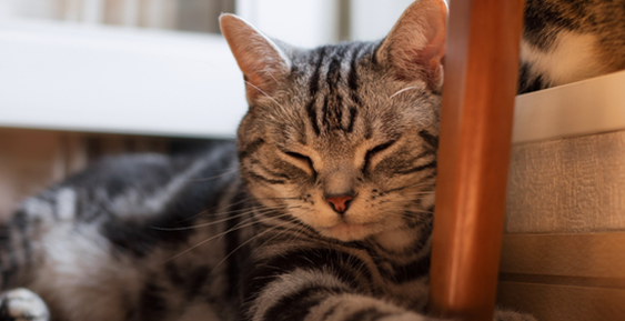 10个月的猫咪怀孕怎么办呢 10个月的猫咪怀孕怎么办呢